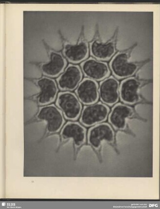 Urbild des Kollektivs. Lebensgemeinschaft von 16 Algen. 2000:1