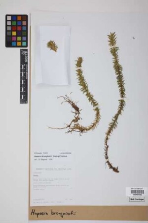 Phlegmariurus brongniartii (Spring) B. &Oslash;llg.