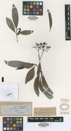 Psychotria androsaemifolia Griseb.