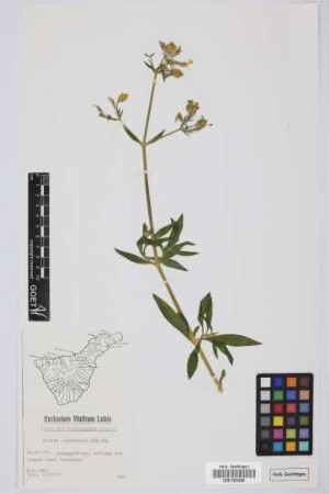 Silene lagunensis Chr. Sm. ex Link