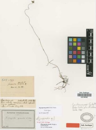 Goeppertia gracilis C.Wright ex Griseb. [type]