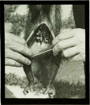 Didelphis