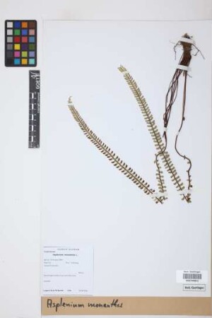 Asplenium monanthes