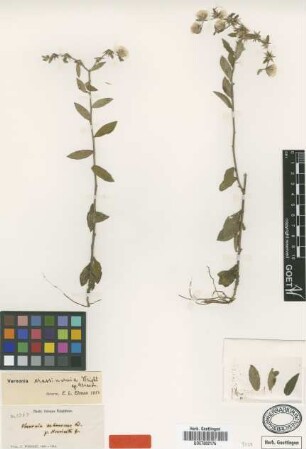 Vernonia arborescens Sw. var. Griseb. divaricata[type]