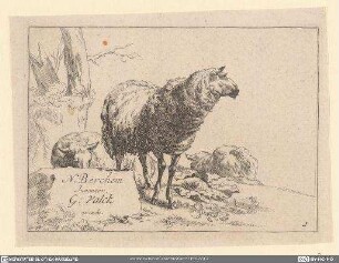 [Stehendes und liegendes Schaf] No. 39