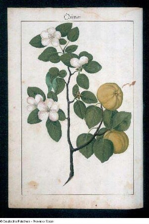 Quitten, Seite 57