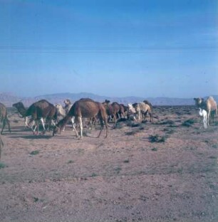 Kamelherde in der Wüste des südlichen Tunesien, 1977