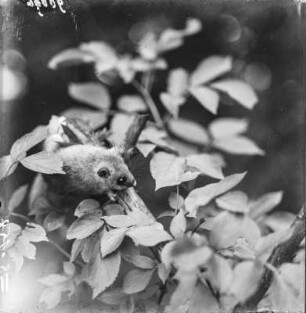 Siebenschläfer : Siebenschläfer (Glis glis Linnaeus).