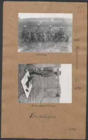 Meldehunde. (Kriegshundeschule)
