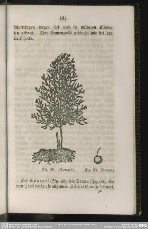 Fig. 49. (Spargel) / Fig. 50. (Samen)