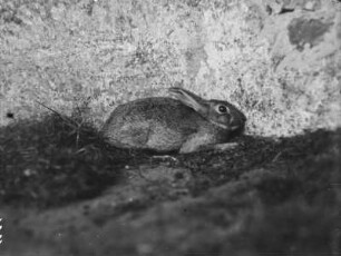 Wildkaninchen : Wildkaninchen (Oryctolagus cuniculus Linnaeus).