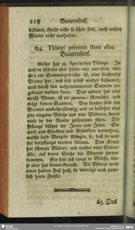64. Thlaspi perennis flore albo. Bauernsenf