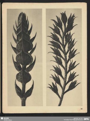 Salvia pratensis - Wiesen-Salbei (8mal vergrößert)