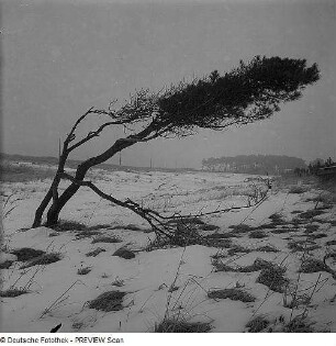 Kiefer am Strand des Darß
