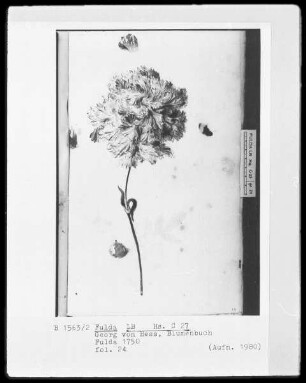 Georg Friedrich Heß, Blumenbuch — Eine Nelke, Folio 24recto