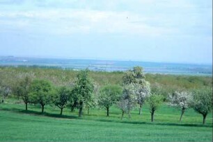 Obstbaumanlagen zum Stausee Dachwig