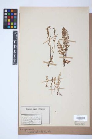 Anogramma leptophylla (L.) Link, 1841