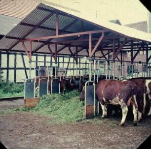 Fotografie: Gruppenhaltung, Futtervorlage, Fressgitter, Futtertisch