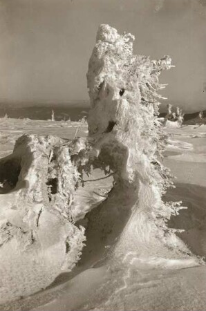 Winter im Riesengebirge : Riesengebirge. Vereiste Bäume auf dem Kamm