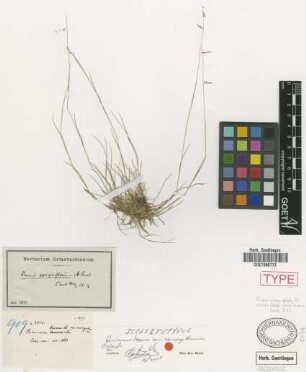 Panicum exiguiflorum Griseb.