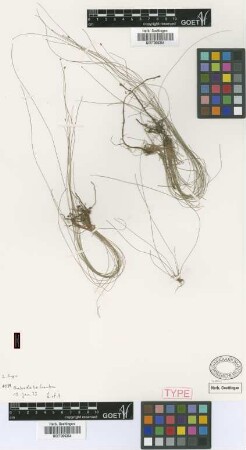 Scirpus crinalis Griseb. [type]