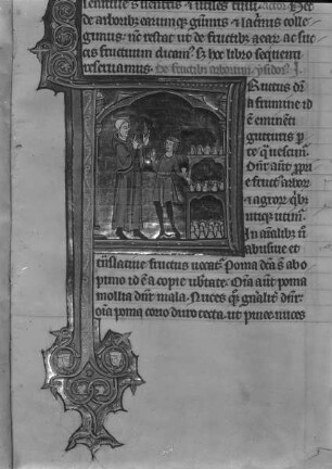 Vincentius Bellovacensis speculum naturae / Speculum maius / Speculum naturale — Initial F(ructus) mit der Darstellung eines klösterlichen Obstkellers, Folio fol. 135 r