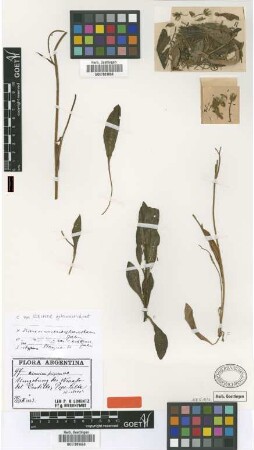 Hieracium eriosphaerophorum Zahn var. Zahn castillense[isotype]
