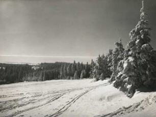 Waldrand am Raupennest in Altenberg. Am Horizont Zinnwald