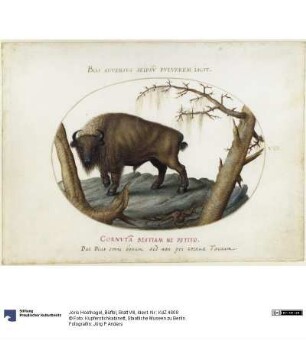 Büffel, Blatt VIII