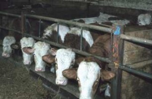 Fotografie: Tierproduktionsverfahren, Bullenmast, Futtervorlage, Fressbereich, Fressgitter