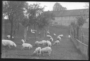 Seebschütz. Scheune und Schweine