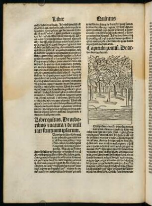 XLIXv-LXVv, Capitulum primum. De arboribus in communi.