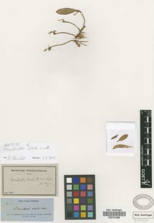 Pleurothallis albida Lindl.