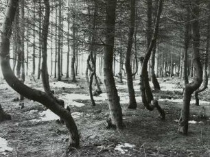 Glashütte, "Hexenwald" an der Straße nach Luchau. Fichtenbestand mit Randbruchschäden durch Schnee und Eis