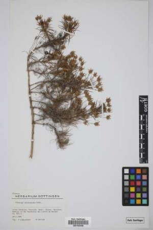 Plantago arborescens arborescens Poir.