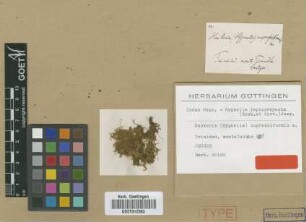 Hookeria cupressiformis Müll.Hal. [syntype]
