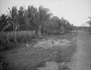 Straße auf der Insel Mactan : Ansicht mit Gebäude und Palmen und Sisal-Agaven (Agave sisalana)