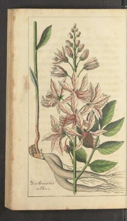Tafel: Dictamnus albus.