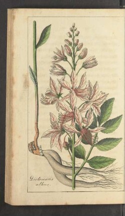 Tafel: Dictamnus albus.