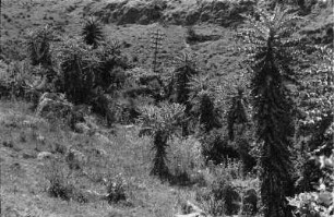 Beim Aufstieg : Blick auf eine Bergvegetation