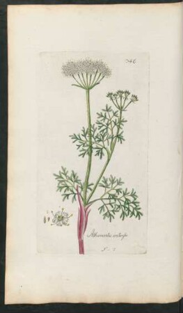 346. Athamanta cretensis