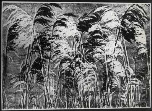 Binsen abstrakt, experimentell