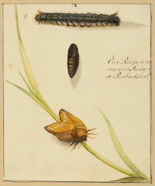 Eine Raupe, eine Puppe und ein Schmetterling auf einem Stengel sitzend