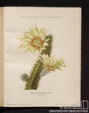 Tafel 115. Echinocereus papillosus Linke.