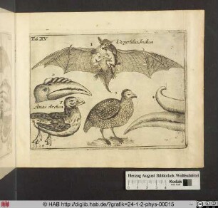 [Fledermaus und verschiedene Vögel]