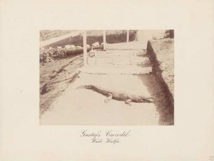 Krokodil von Kronprinz Gustav V. von Schweden in Wadi Halfa in Ägypten