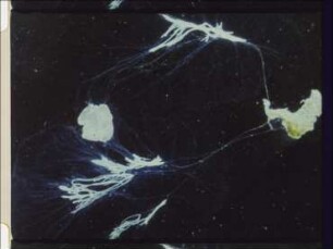 Motility, Food Intake and Reproduction of Reticulomyxa filosa (Rhizopoda)
