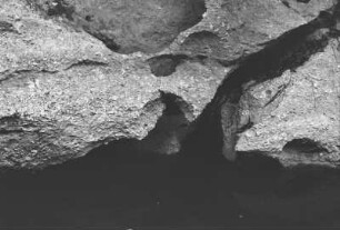 Versteinerungsreiche Urgonfelsen in der Mavudji-Enge : Detailaufnahme von Versteinerungen in einem Gestein