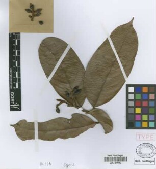 Cryptocarya griffithiana Wight