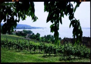 Birnau: Weinlandschaft am See, Richtung Maurach